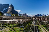 Cod drying on large wooden frames against the magnificent mountain backdrop of the Lofoten Isles, Norway