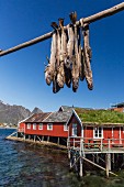 An einer Holzstange trocknender Kabeljau, Lofoten, Norwegen