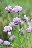 Chive Blossoms in the Garden