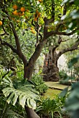 An orange tree in the garden of a finca, Majorca