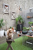 Kleiner Hund auf alter Holzbank im Innenhof mit vielen Pflanztöpfen und Kunstrasenteppich