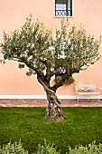 Knorriger, alter Olivenbaum auf Rasen vor apricotfarbener Fassade, filigrane weiße Gartenbank aus Metall