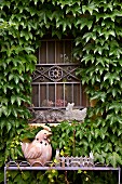 Window with wrought iron grille surrounded by Virginia creeper and ceramic hen on metal stand