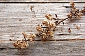 Sprig of dried flowers on wooden surface