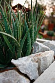 Aloepflanze in Gartenbeet mit Steineinfassung