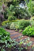 Garden path made from gravel & old railway sleepers in densely planted garden with palm trees