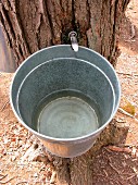 Maple tree sap flowing into a bucket