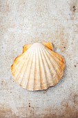 A scallop in a shell (seen from above)