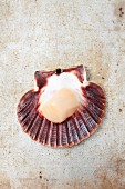 A fresh scallop in a shell