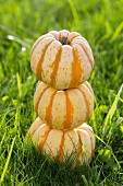 Three ornamental pumpkins stacked on grass
