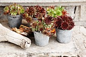 Succulents in metal plant pots on stone surface
