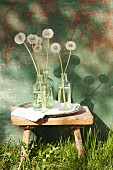 Dandelion clocks in glass bottles on rustic wooden footstool outdoors