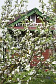 Blossoming apple tree in front of wooden house