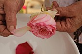 Rosenblütenblätter abzupfen - für Naturkosmetik