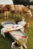 Milk bath with rose petals and bathing utensils on bath caddy in meadow with cows in background