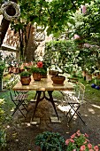 Potted plants on wooden table and simple folding chairs under shady tree in courtyard