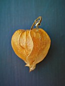 A physalis on a blue surface