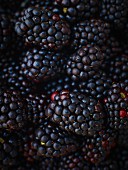 Many Whole Blackberries