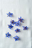 Borage flowers (seen from above)