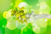 Grüne Weintrauben mit Wassersplash