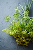 Sprigs of dill flowers