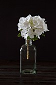 weiße Hortensie in Vintage Glasflasche vor dunklem Hintergrund