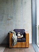 Two Siamese cats sitting on armchair with cubic wooden body against exposed concrete wall