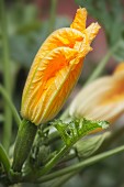 Courgette flowers in a field
