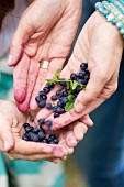 Hands holding forest blueberries