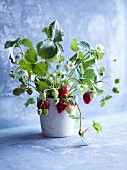 Strawberry plant in pot