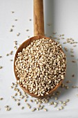 Sesame seeds on an olive wood spoon