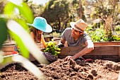 Girl and father planting the first plant in a raised bed