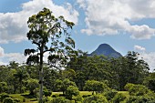 Glass House Mountains, volcanic mountains, Queensland, near Brisbane