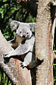 A koala in a tree (Australia)