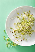 Radish sprouts on a white plate