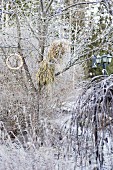 Winterlicher Garten mit Raureif, Vogelfutter am Baum