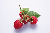 Raspberry branch with leaves