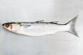 A grey mullet on a metal surface