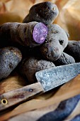 Purple potatoes on a piece of brown paper with an old knife