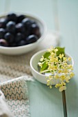 A bowl of blueberries and a dish of hydrangea buds