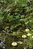 Apples floating in pond
