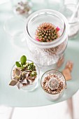 Various cacti in terrariums made from glass jars