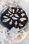 Leaf cuttings of various succulents in dish of soil for propagating new plants