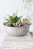 Various cacti planted in old metal dish