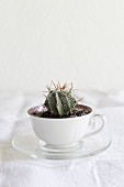 Cactus planted in old coffee cup on white linen tablecloth