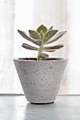 Small succulent in grey ceramic pot in front of window