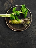 Frische Wasabi-Pflanze (japanischer Meerrettich)