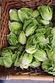Organic little gem lettuces in a woven basket at a market