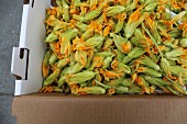 Pumpkin and courgette flowers in a box at a market
