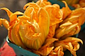 Courgette flowers at the Union Square Greenmarket, Manhattan, New York City, USA